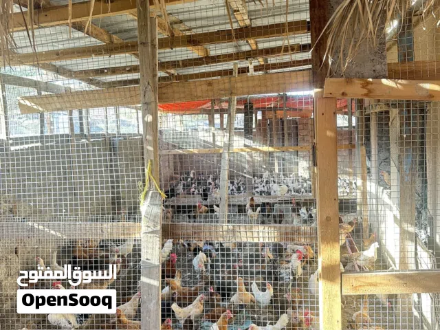 Poultry farm with everything for sale