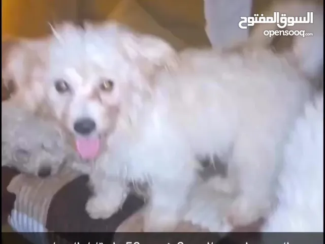 للبيع بودل بيور العمر 6 شهور ذكر