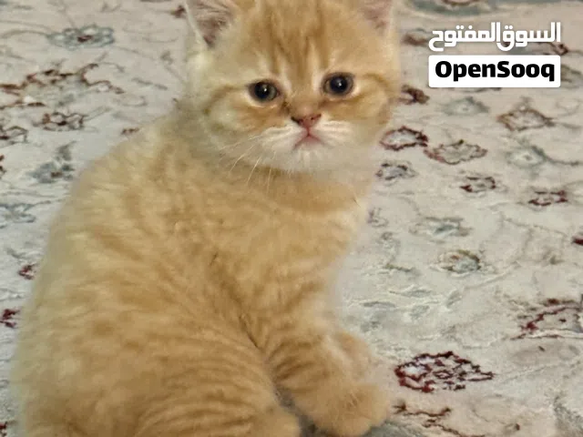 Scottish Siberian mix