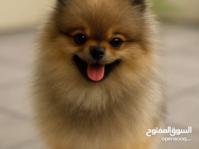 Pomeranian