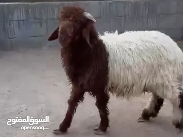 للبيع طليان