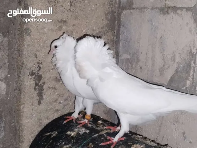 جاج راقد وحمام زينة