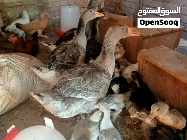 اوز اوروبي