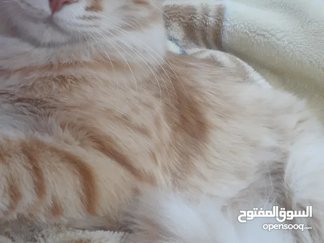 قط ذكر للتبني عمره 10 شهور