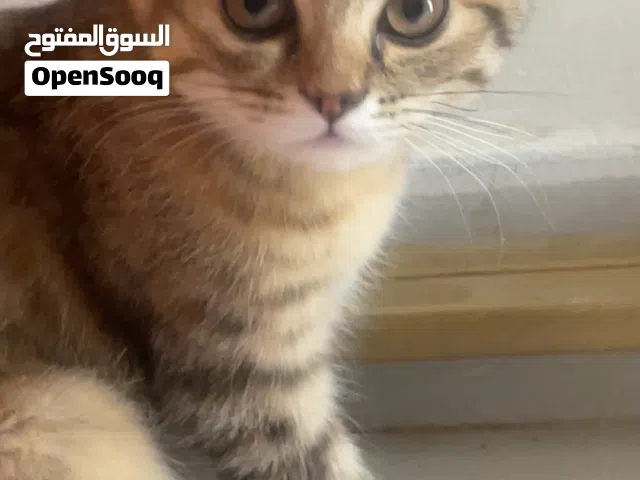 قطتين  لتبني  عمرهم 5 شهور  يحبون العب وهاديات