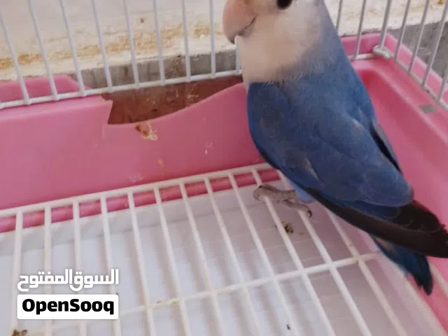 انثي روز مصوقوه للببع او تبديل