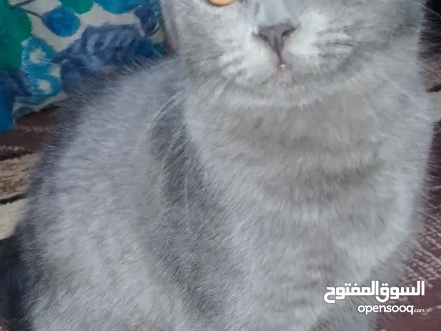 قط للبيع سكوتش فولد العمر 5شهور الموقع اربد