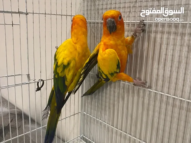 ثنين صن كنيور