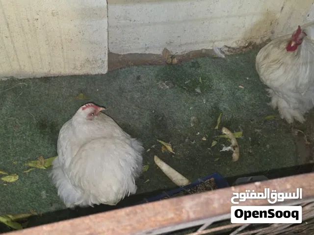 زوج كوشن وايت وسيت سلكي ذهبي بياضات