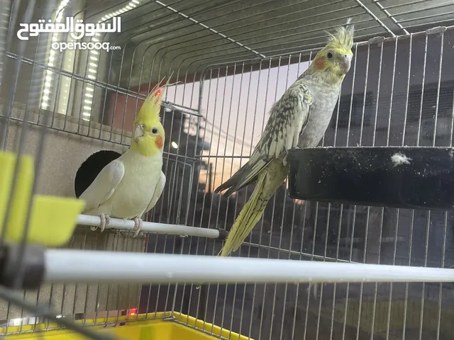 اربع ازواج كوكتيل صحة ونظافة شغالات 100%