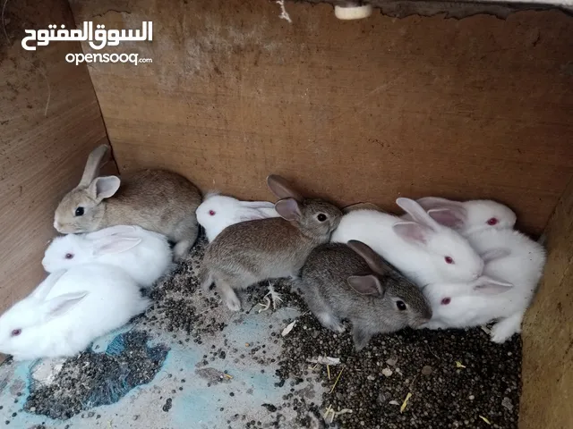 أرانب للبيع بلدي و فرنسي