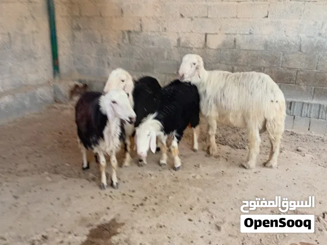 اغنام نجدية للبيع