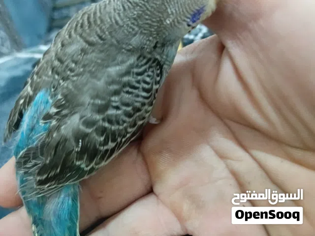 طير حب زغير للببع
