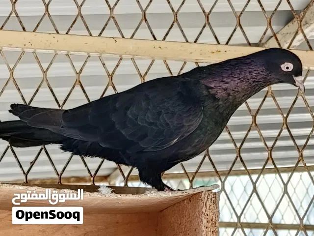 كويتي عرض خاص الزوج ب400.... Kuwaity pigeon