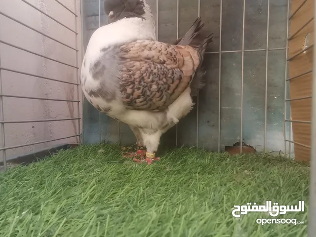 ذكر مدينه أمريكي 00