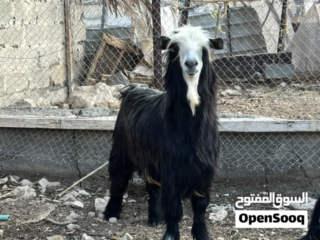 للبيع تيس من حلال بن سعيد تبارك الله  بغيته فحل ولا اضحيه فول سمنه وصغير ف العمر