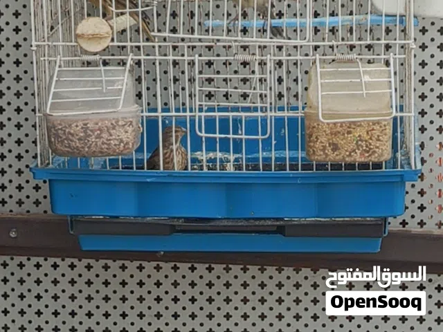 عصافير كنار مخاليف
