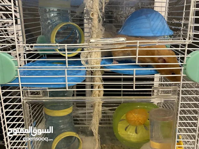 hamster هامستر للبيع عدد 7