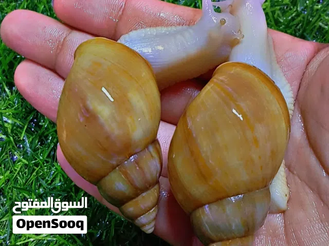 حلزونات افريقية مفيدة للبشرة وكائن لطيف