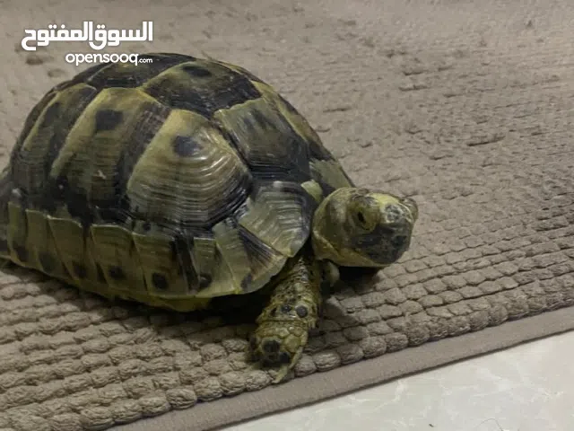 سلحفاة برية