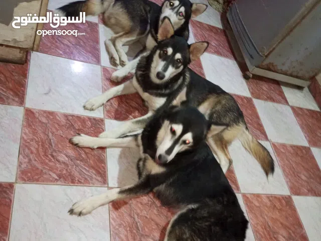 للبيع ذكرين هاسكي بسعر خيالي الكلبين ب 1800ج لدواعي السفر  البيطاش شهر العسل