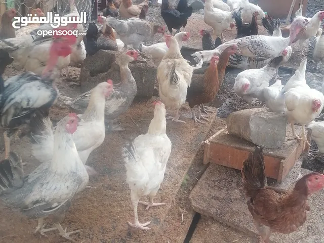دجاج فرنسي وعماني للبيع الحبه 3ونص