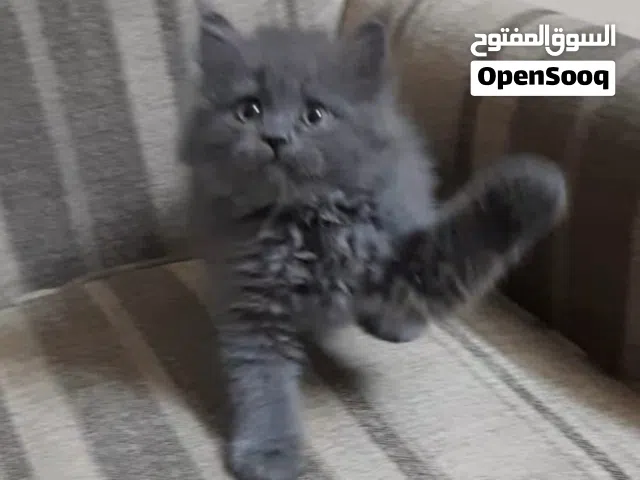 بيع قط صغير جميل