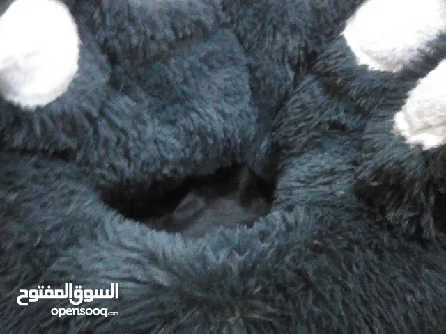 مكان مخصص لنوم القطط حجم كبير غير مستعمل نظيف جدا