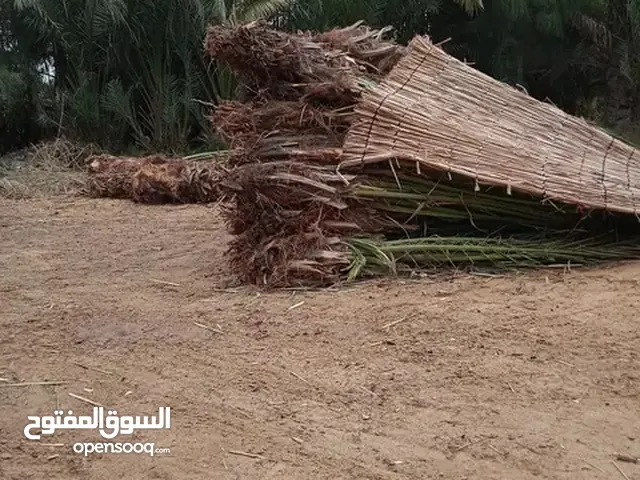 نخل برحي مجدول كل انوع النخل المثمر