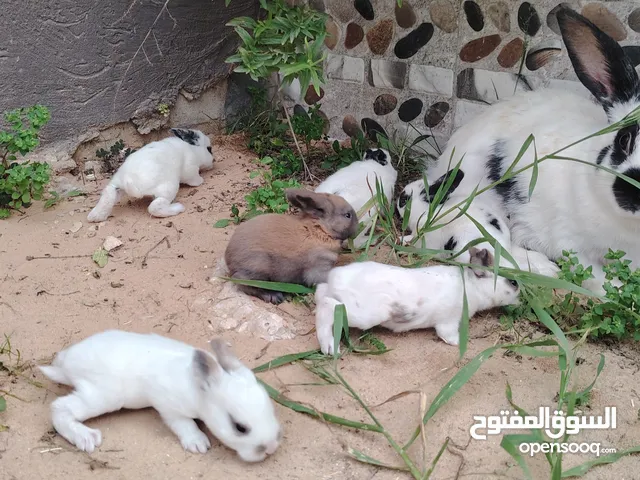أنثى فراشه تحتها 6