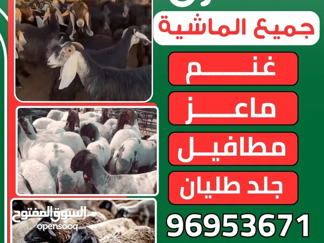 بيع و شراء غنم