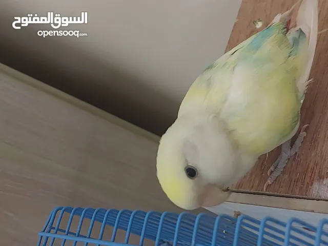 للبيع ببغاء روز