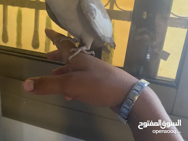 ببغاء ككتيل