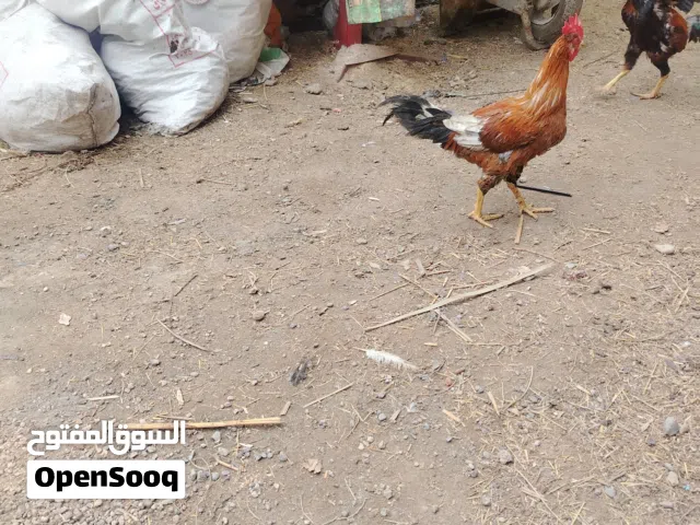 ديوجه للبيع عدد 6