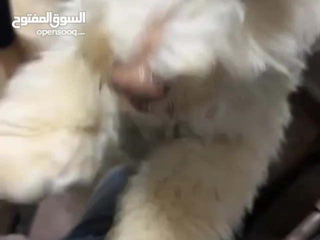 كلب مالتيز
