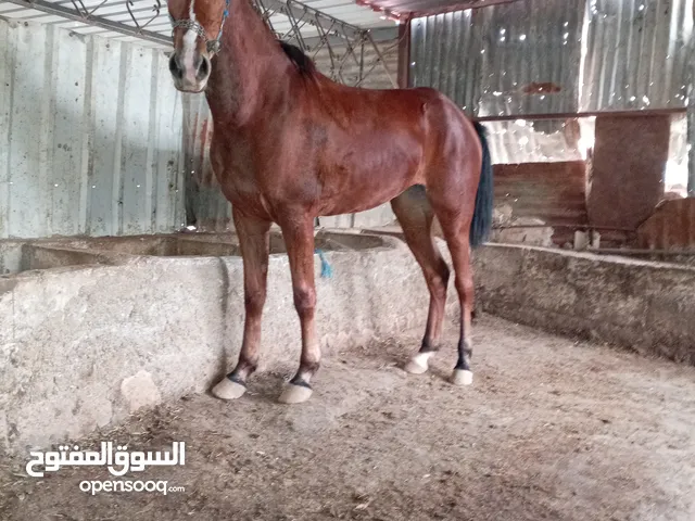 مهره العمر سنتين ونص عماله حديد خشب زعيمه على العود ابنك الزغير بركب عليها