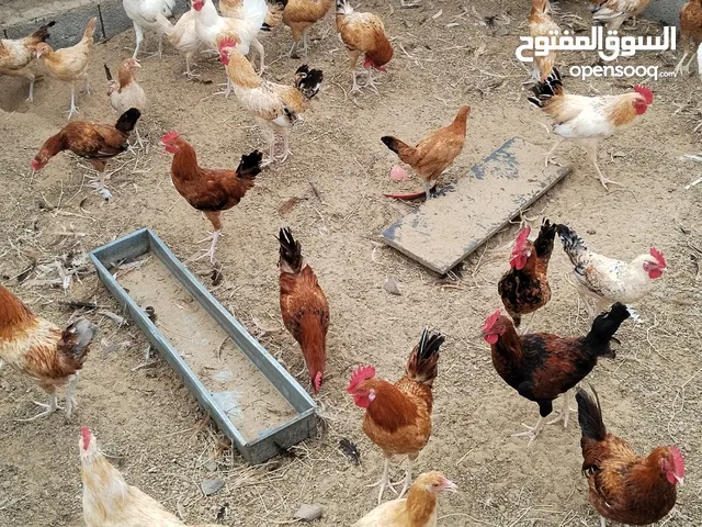 دجاج بلدي عمره 4 شهور