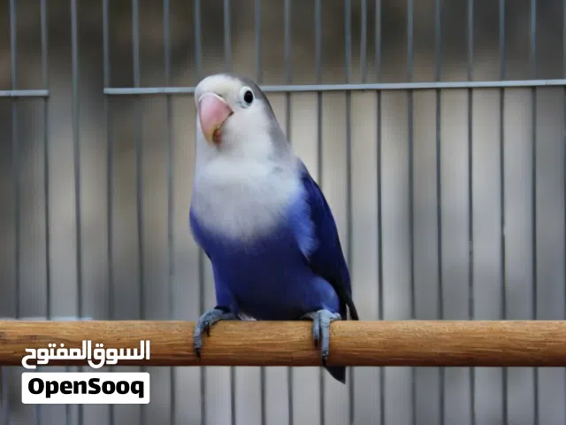 فيشر طفره Lovebird ترويض فل الله ايبارك