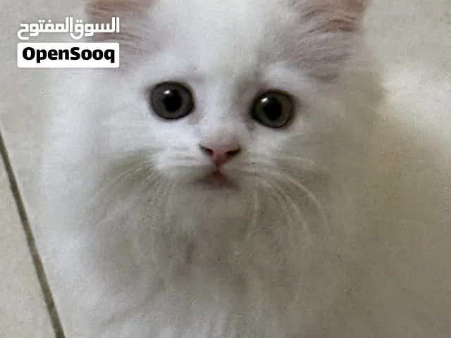 قطة شيرازية