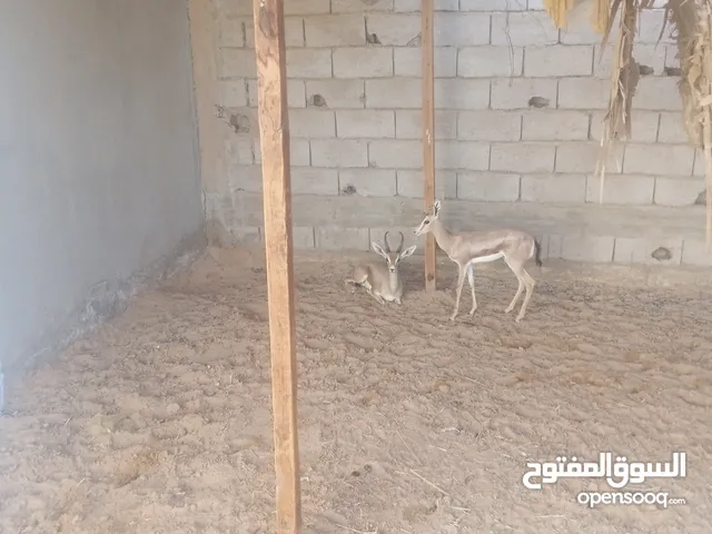 شاتين ذكورة للبيع كاش