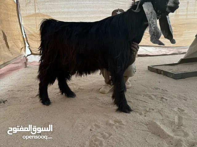 نشتري غنم ومعزة طليان اي كمية