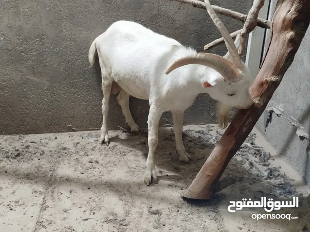 ذكر ماعز سانين السويسري الاصلي