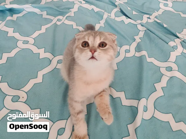 سكوتيش فولد انثى . سلالة نظيفة