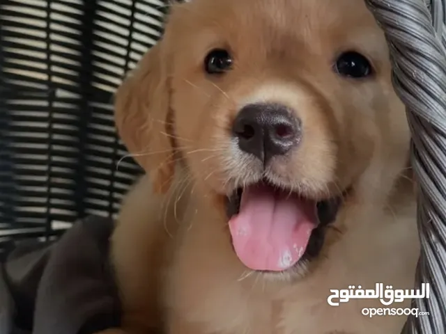 جولدن ريريفر