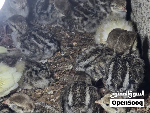 فروخ حجل باكستاني