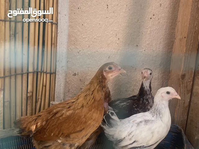 للبيع دجاج عماني وفرنسي