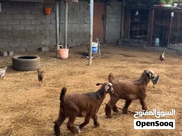 سخلات سمينات ماشاءالله