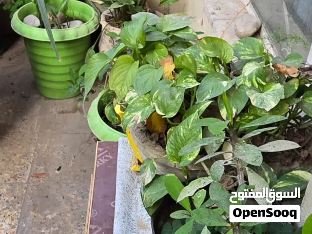 نباتات حديقة للبيع مع السندانة