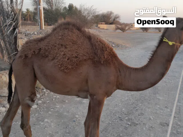 للبيع بكره باطنيه اصل