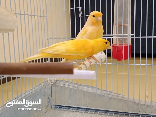 للبيع زوج كناري بجميع ملحقاته